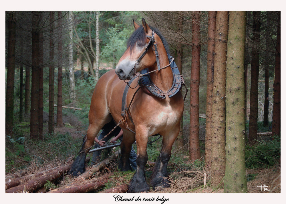 cheval de trait belge