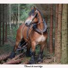 cheval de trait belge