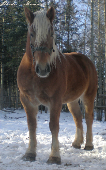 Cheval de Trait Belge