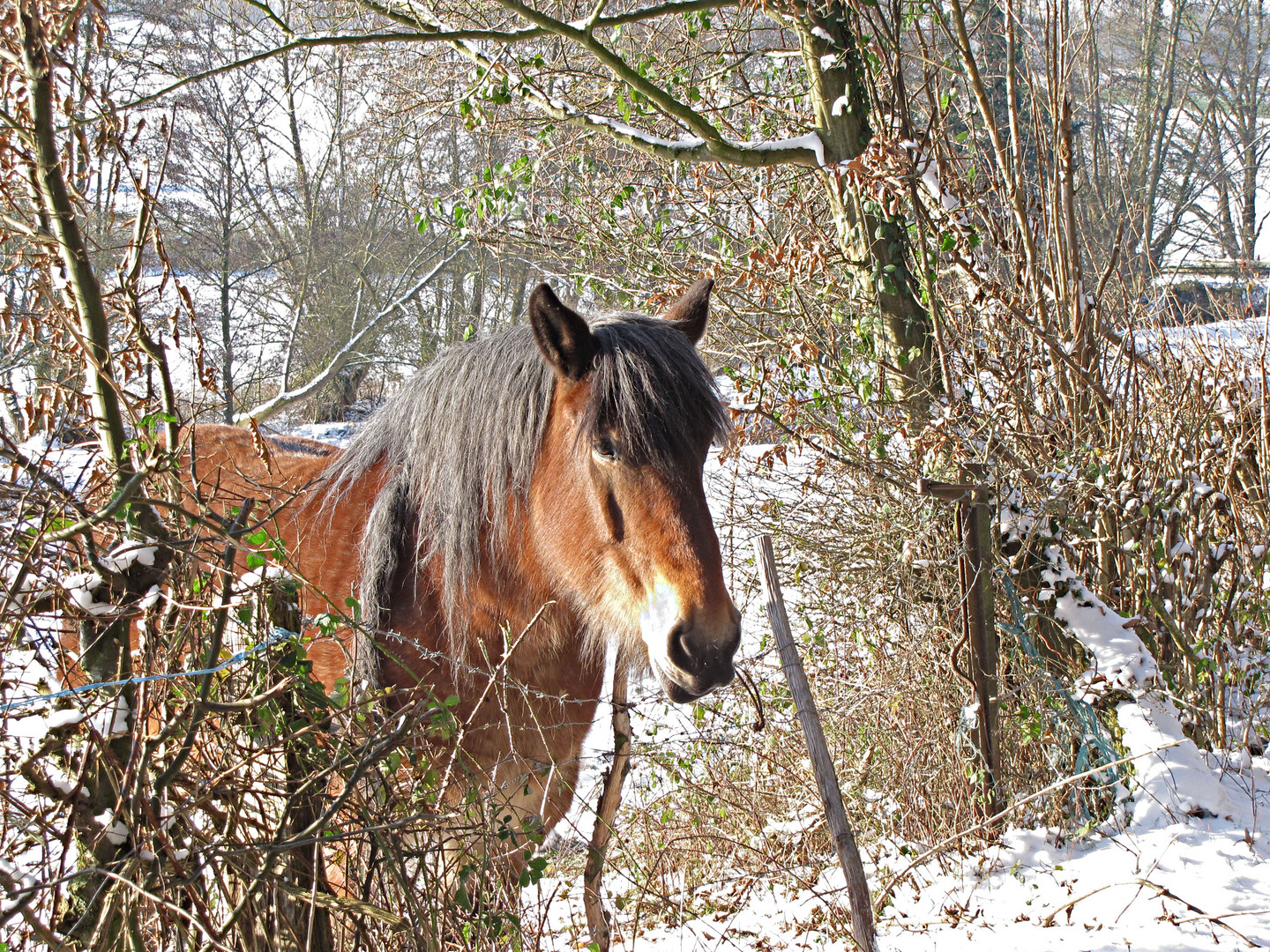 Cheval de trait