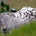 cheval des Pyrénées