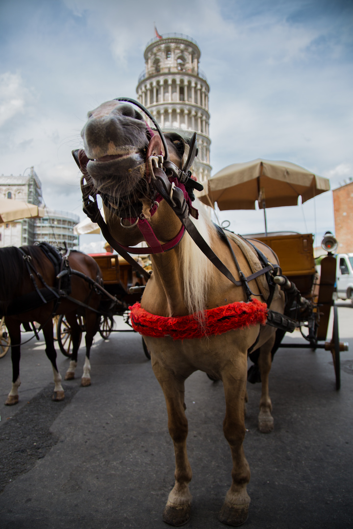 Cheval devant la Tour de Pise