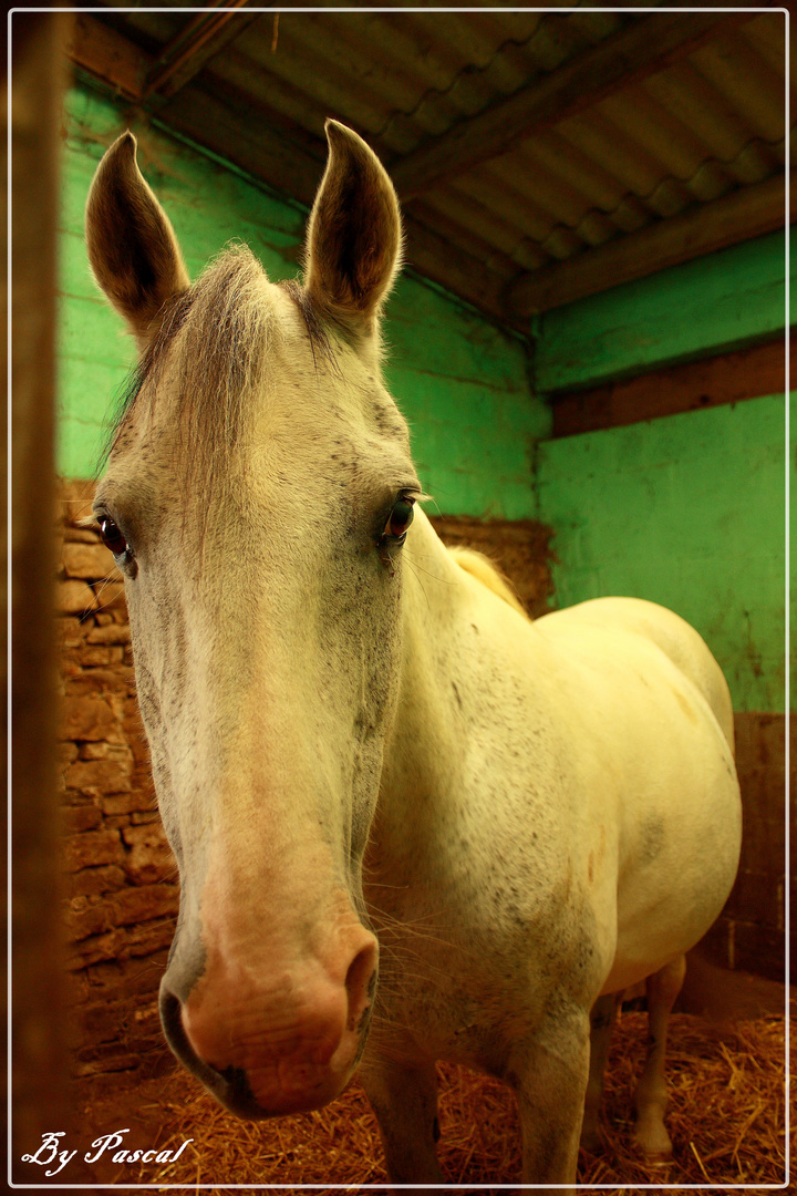 Cheval du manège de 'La Caure'