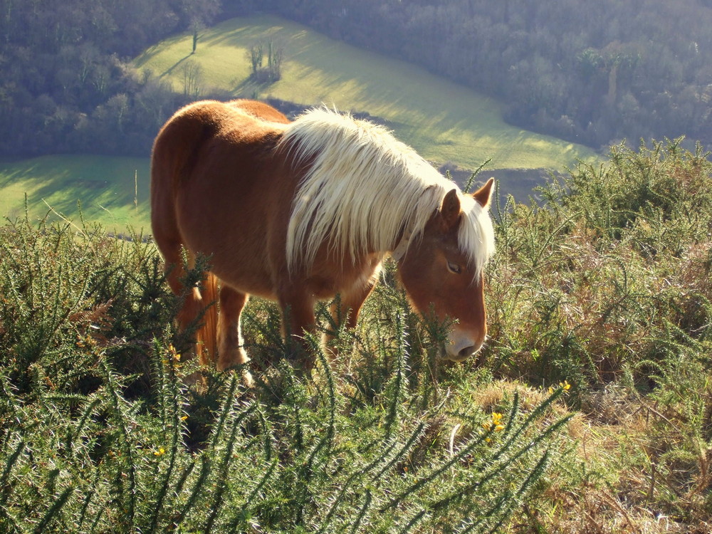 cheval du pays basque