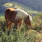 cheval du pays basque