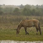 Cheval en baie de Somme