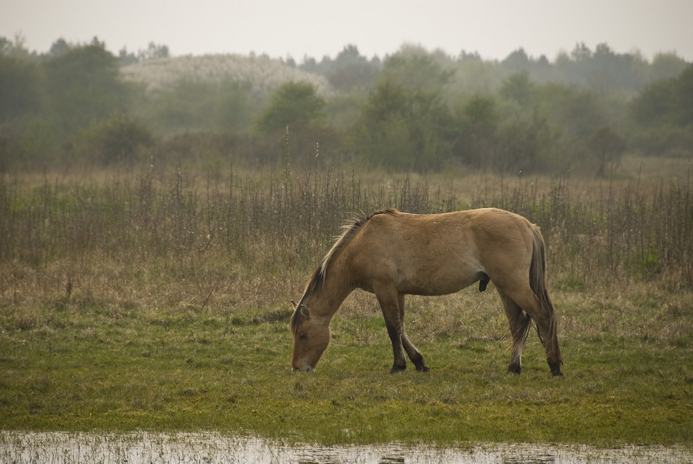 Cheval en baie de Somme