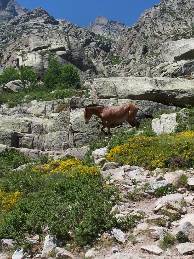 cheval en corse