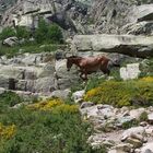 cheval en corse