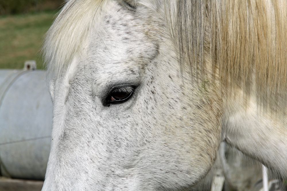 Cheval en detail