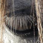 Cheval gris avec dégradé de mèche cuivrée: le tout au naturel