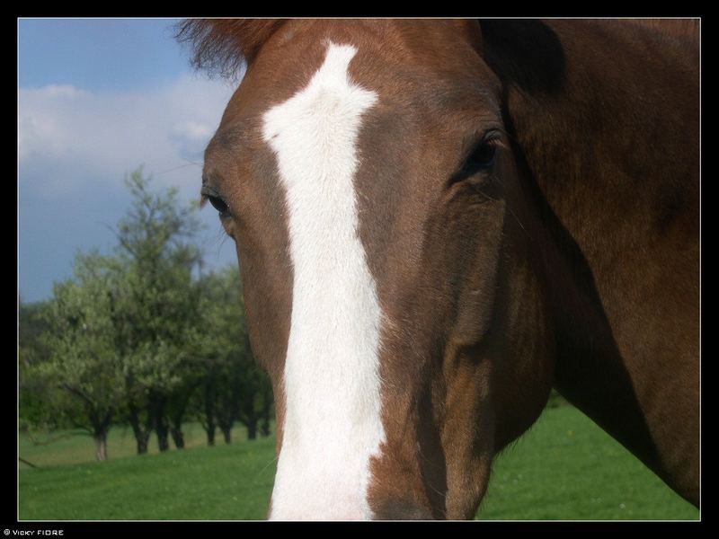 Cheval Inconnu