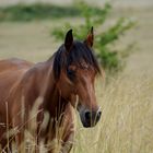 Cheval, Liberté