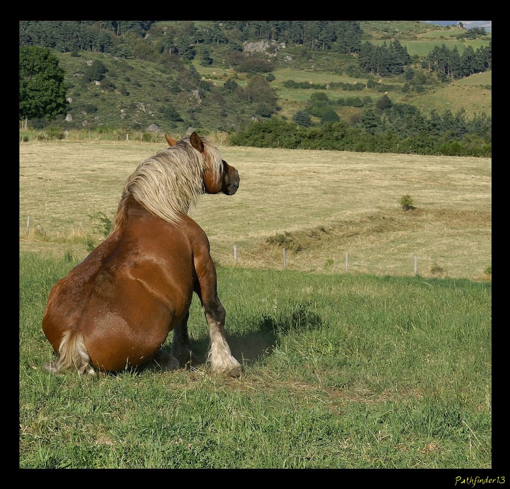 Cheval mimant une vache...