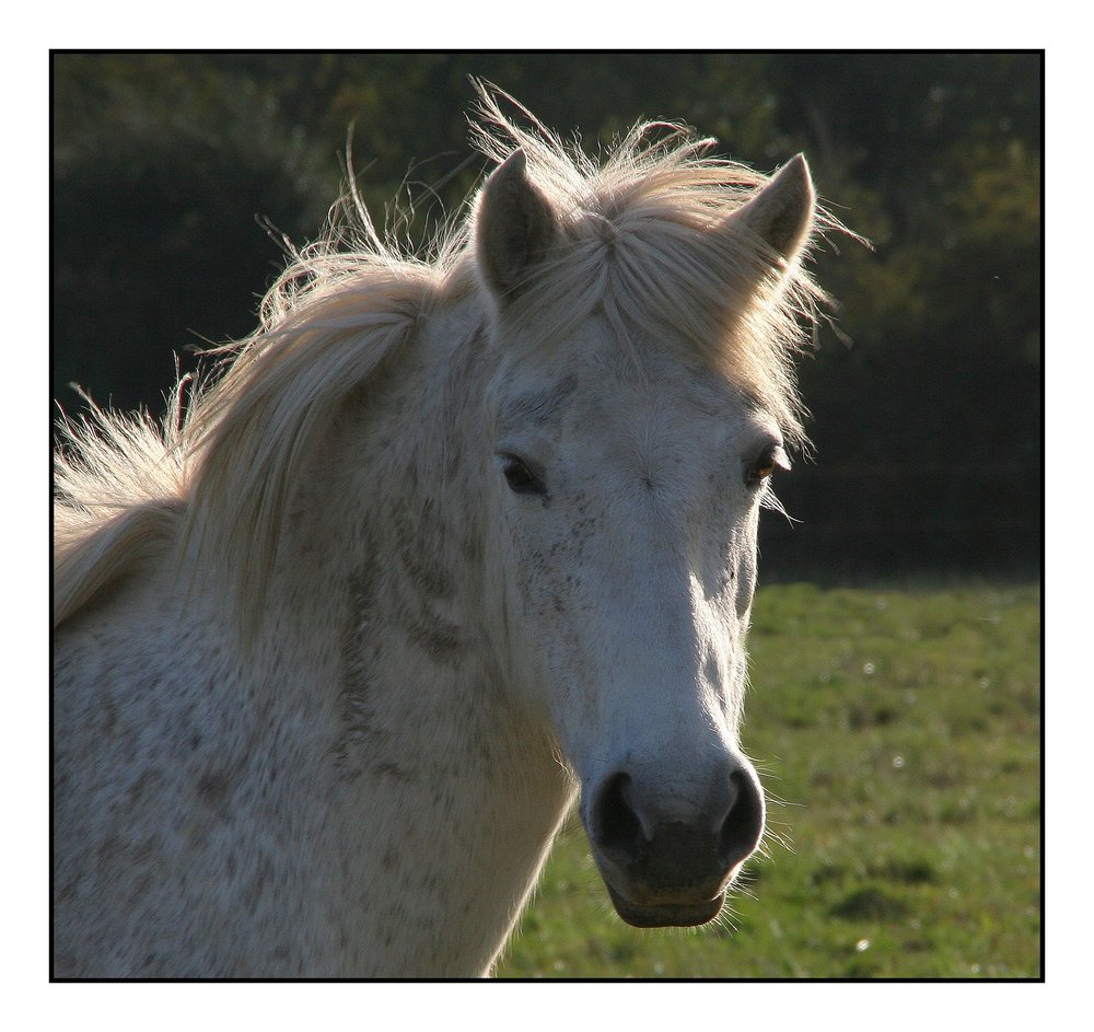 " Cheval mon ami "