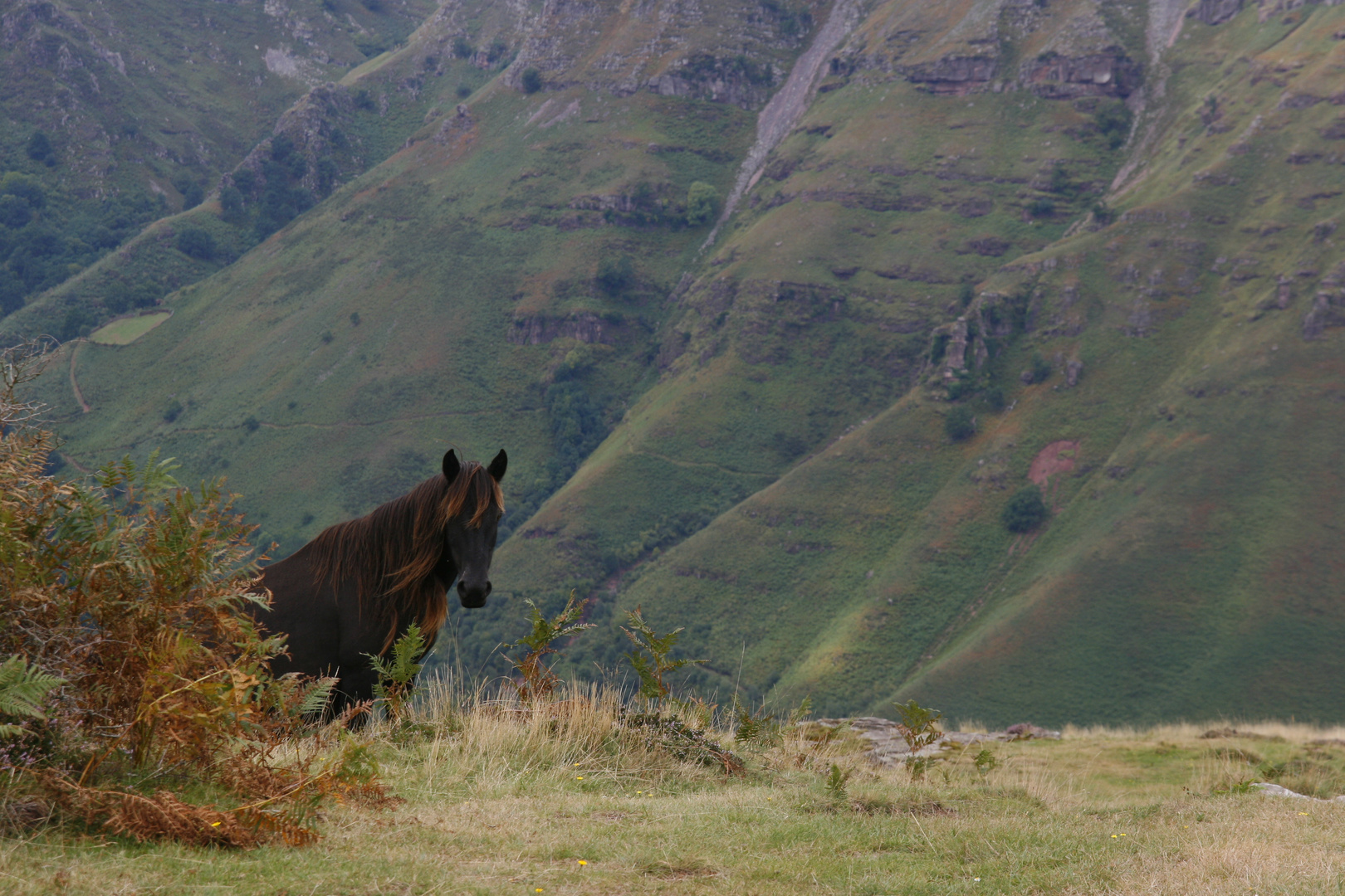 Cheval noir