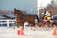 Cheval passion Avignon , Fahrprüfung