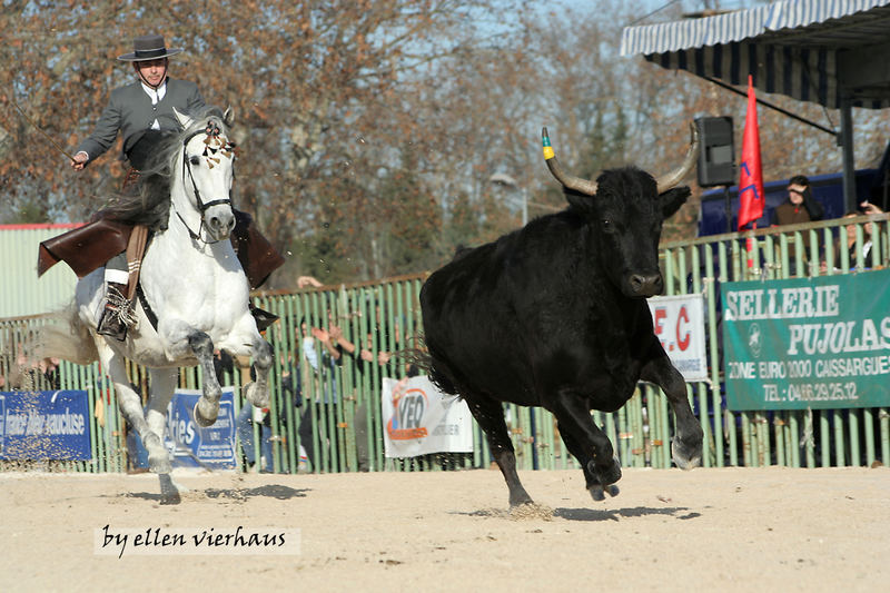 Cheval Passion, Spanier im Arbeitswettbewerb mit schwarzen Camargue Stieren