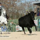 Cheval Passion, Spanier im Arbeitswettbewerb mit schwarzen Camargue Stieren