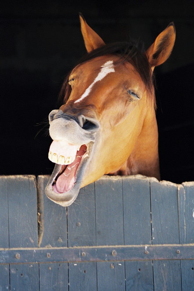 Cheval qui rit