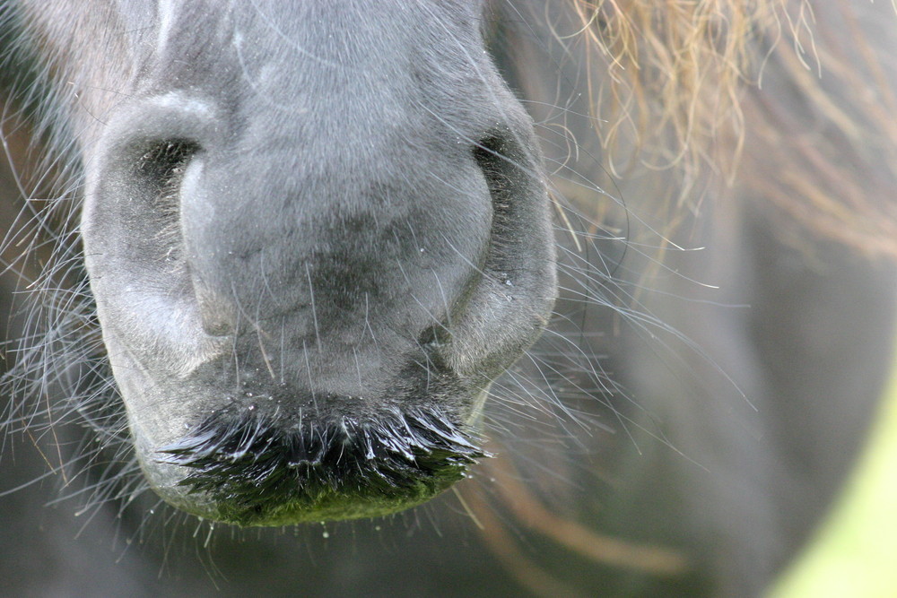 Cheval sauvage des Howgills, Angleterre