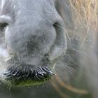 Cheval sauvage des Howgills, Angleterre