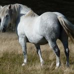 Cheval sur les chaumes