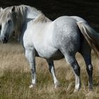 Cheval sur les chaumes