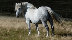 Cheval sur les chaumes