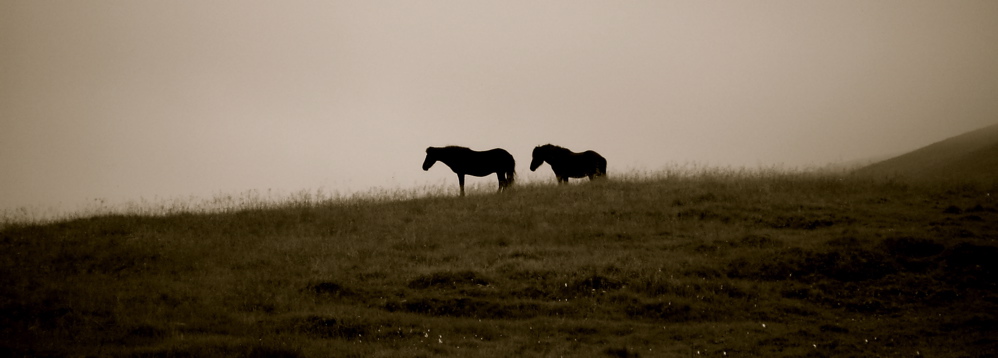 cheval tristes