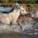 Camargue 2018