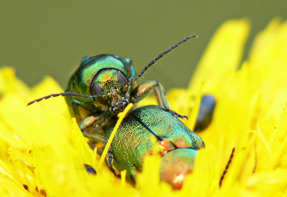 chevauchée fantastique de patdeff 