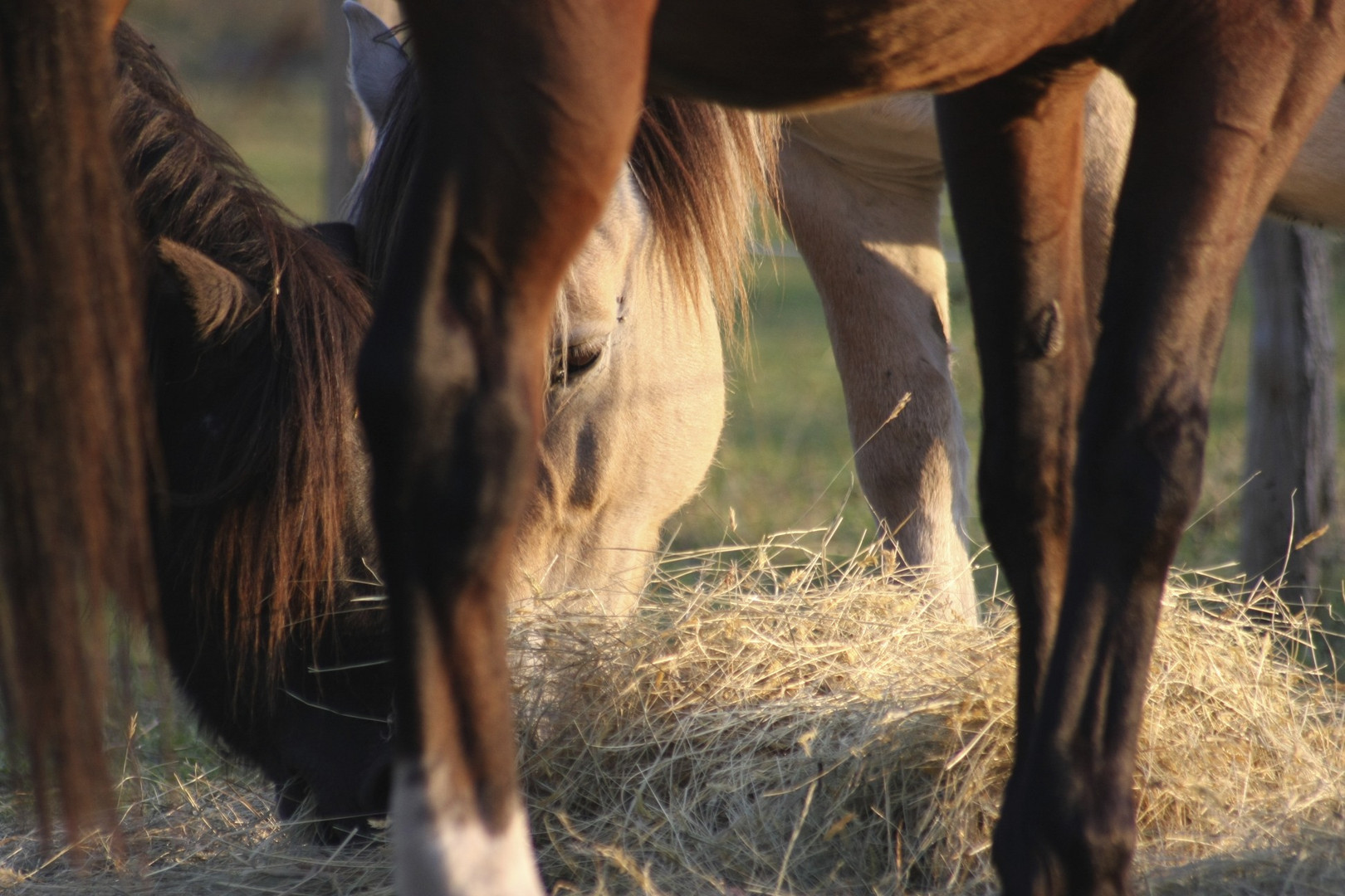 chevaux