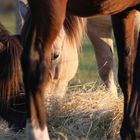 chevaux