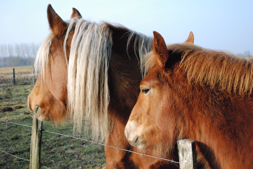 Chevaux