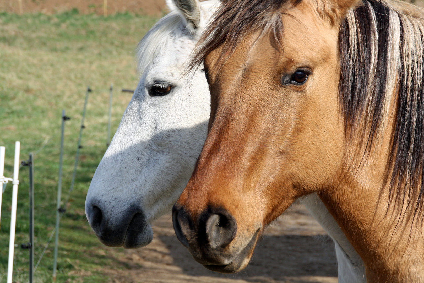 Chevaux