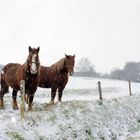 chevaux