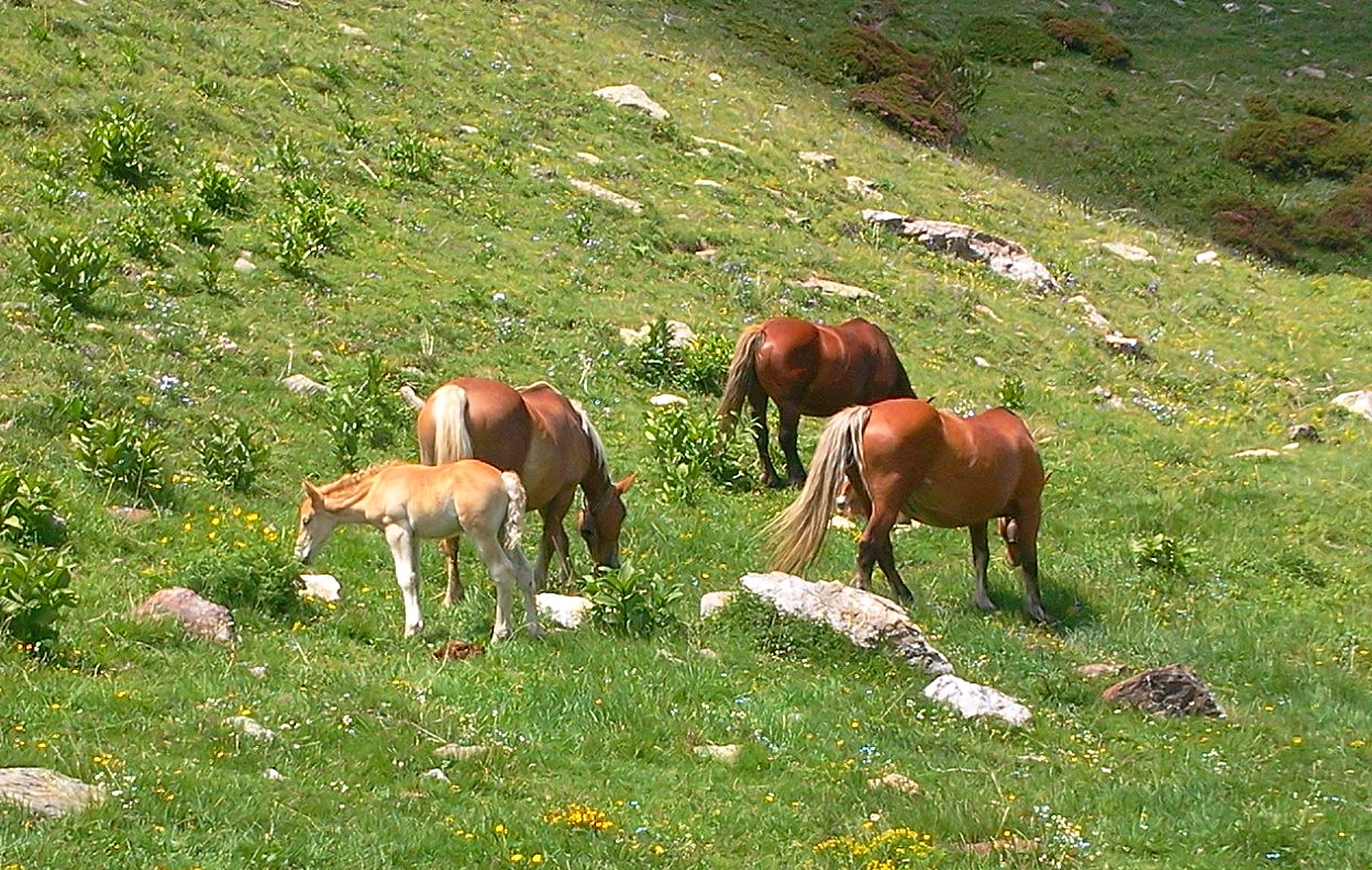 Chevaux.