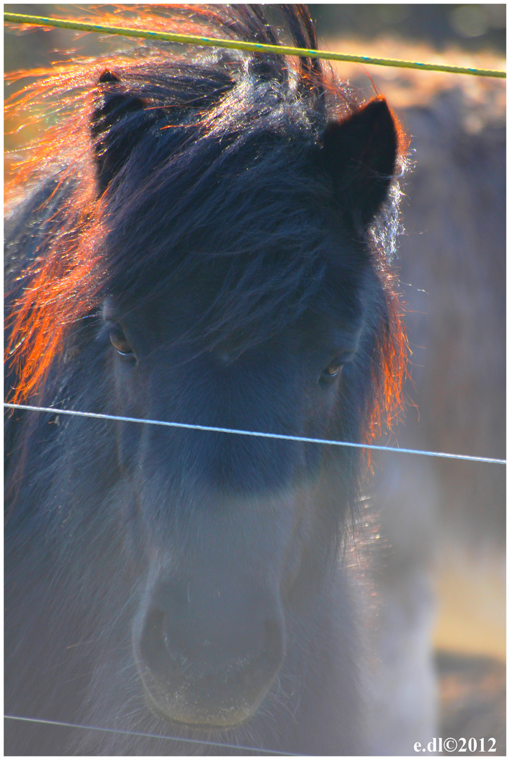 chevaux