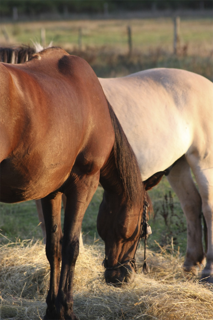 chevaux