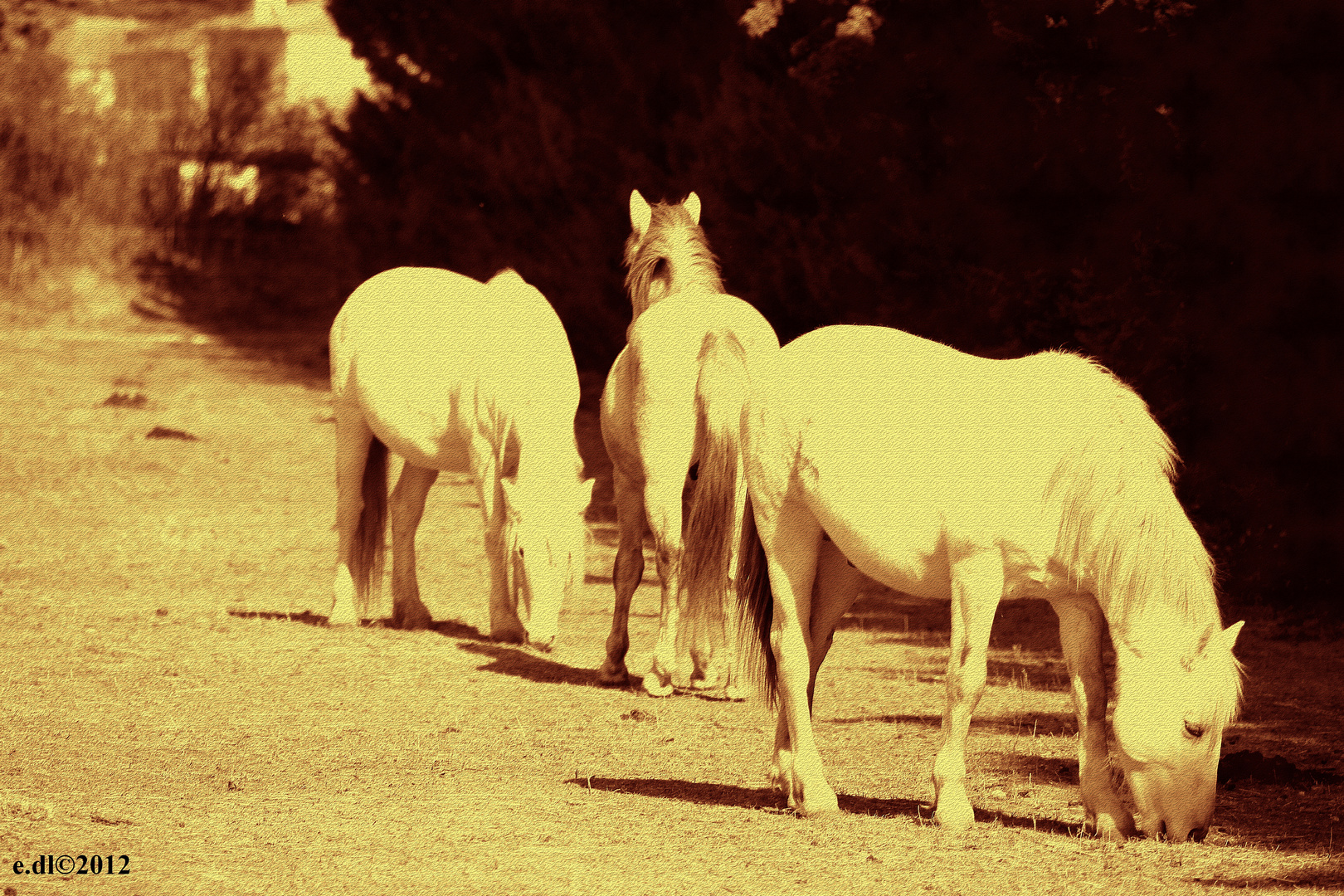 chevaux