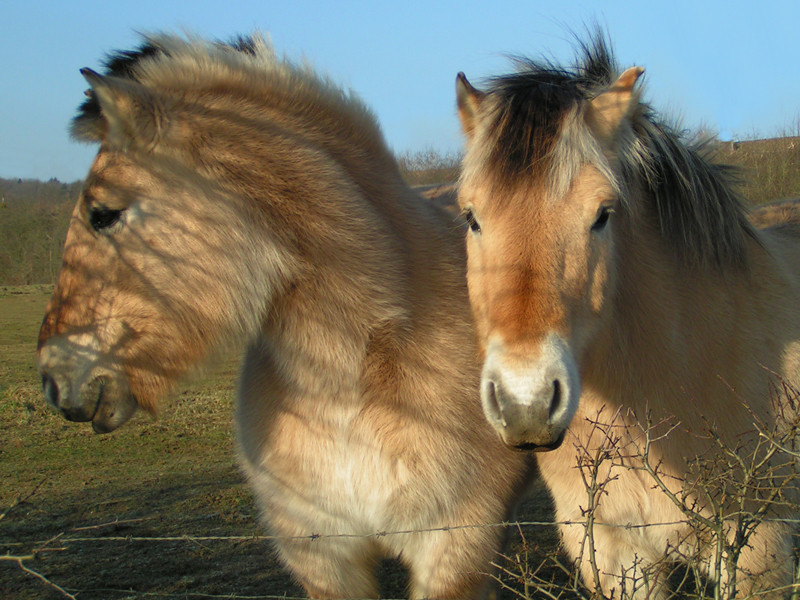 Chevaux