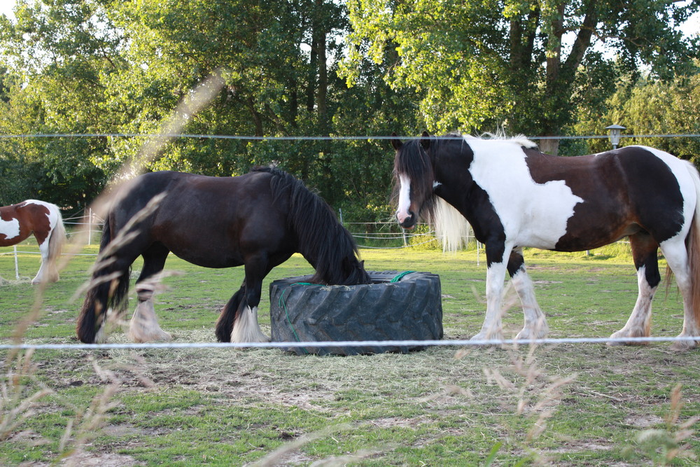 CHEVAUX A BÜSUM NORDSEE