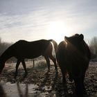 chevaux à contre jour