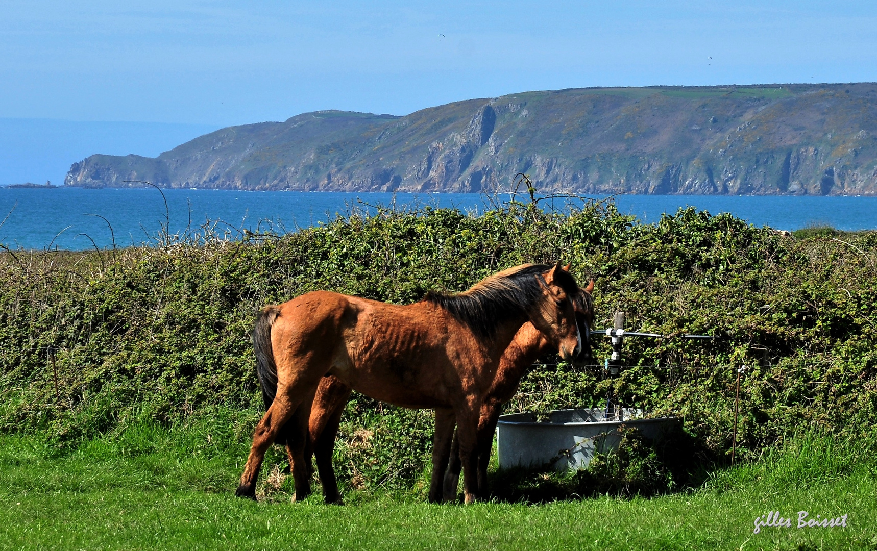 chevaux à l'abreuvoir