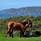 chevaux à l'abreuvoir