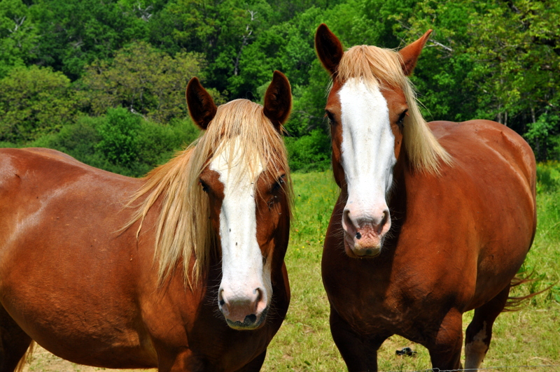 Chevaux