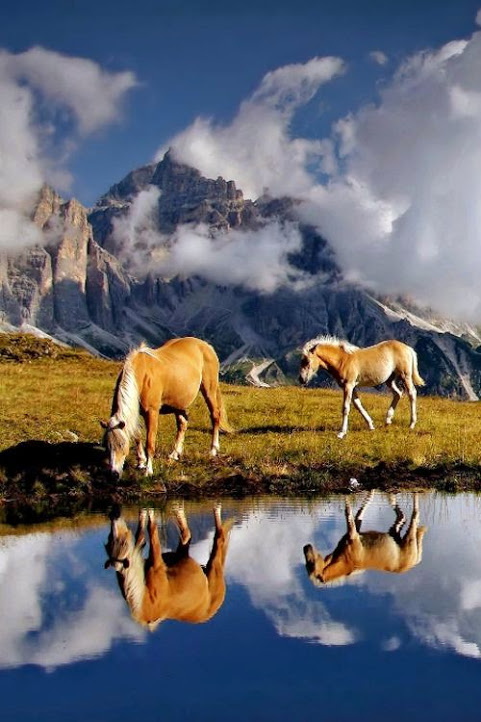 Chevaux au bord de l'étang