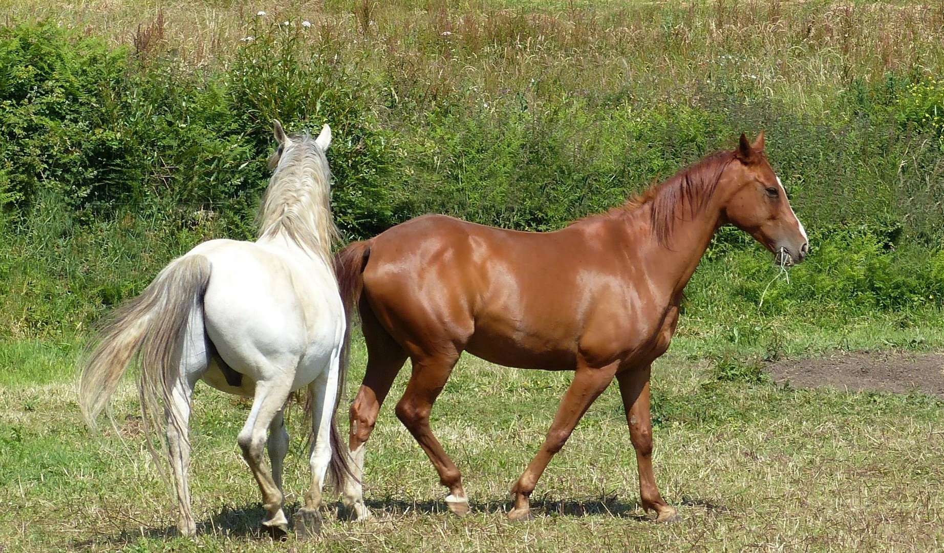 Chevaux au pré