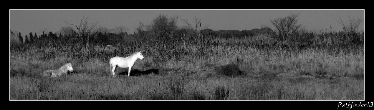 CHEVAUX AU RALENTI